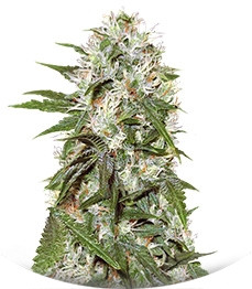 Satan's Bride fem (Trikoma Seeds)