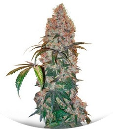 Violator Kush fem (Barney's Farm)