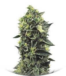 OG Kush regular (Humboldt Seeds)