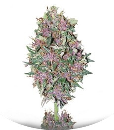 Purple #1 fem (Dutch Passion)