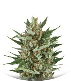 Speedy Chile (Fast Flowering) fem (RQS)