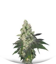 Sweet Deep Grapefruit fem (Dinafem Seeds)