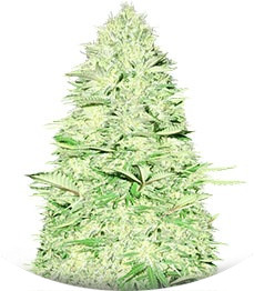 Blue Nitro Haze fem (Sumo Seeds)