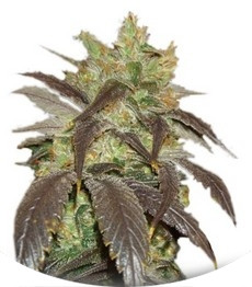 Spoetnik #1 fem (Paradise Seeds)