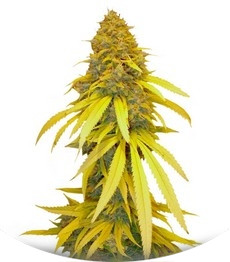 Vanilla Kush fem (Barney's Farm)