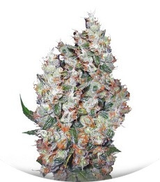 Auto Belaya Gvardiya fem (Dutch Passion)