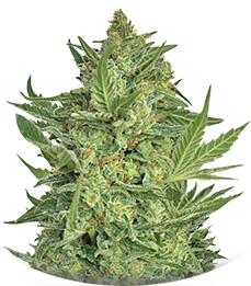 Critical Haze fem (Resin Seeds)