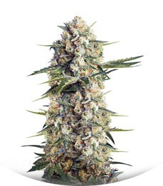 Crystal Candy F1 Fast Version fem (Sweet Seeds)