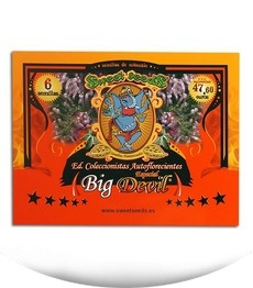 Especial Big Devil fem (Sweet Seeds)