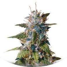 MkAge fem (TH Seeds)