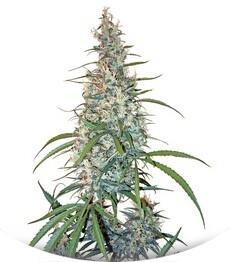 Silver Haze #9 fem (Sensi Seeds)