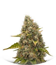 White Widow fem (RQS)