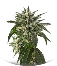 Blue Critical Autoflowering fem (Dinafem Seeds)