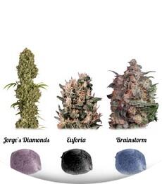 Colour Mix 5 fem (Dutch Passion)