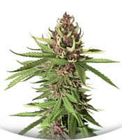 Girl Scout Cookies Auto fem (Nirvana Seeds)