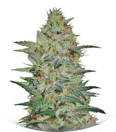 Sensible Star fem (Bulk Seed Bank)