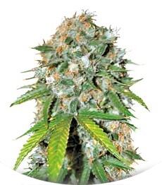 Skunk #99 fem (Bulk Seed Bank)