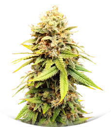 Sherbert Gorilla fem (Dr. Krippling Seeds)