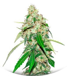 Top Dawg fem (Barney's Farm)