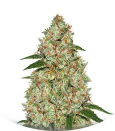 Phantom OG fem (Barney's Farm)