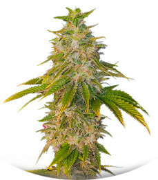 Satori fem (Mandala Seeds)