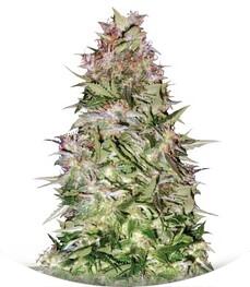 Auto White Prussian fem (Bulk Seed Bank)