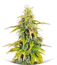 Auto Sweet Bourbon Kush fem (Dutch Passion)