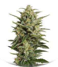 Cheese XXL Autoflowering fem (Dinafem Seeds)