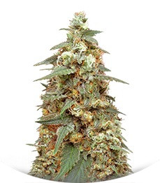 Mong-U-Mental fem (Dr. Krippling Seeds)