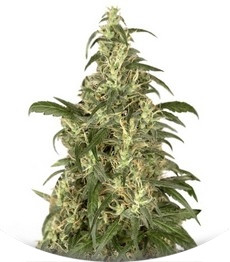 Skunk #11 fem (Dutch Passion)