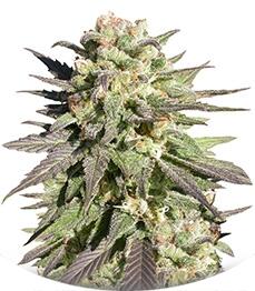 CBD-enriched Warlock fem (Serious Seeds)