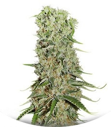 Damnesia fem (Strain Hunters)