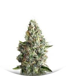 Dinamex fem (Dinafem Seeds)