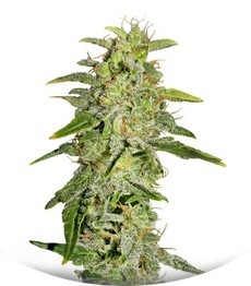 Money Maker fem (Strain Hunters)