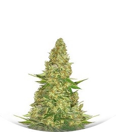 Power VIP fem (VIP seeds)