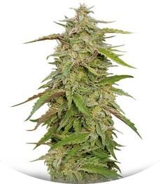 Purple Trainwreck fem (Humboldt Seeds)