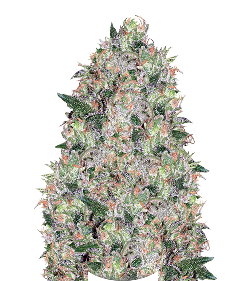 Tom Kush OG fem (Vision Seeds)