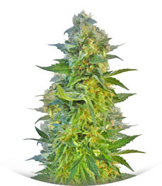 Jack Herer fem (Vision Seeds)