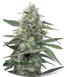 Mandala #1 regular (Mandala Seeds)