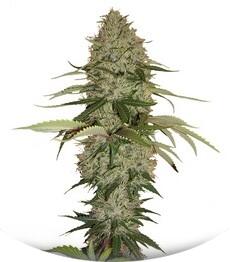 Papaya fem (Nirvana Seeds)