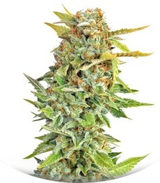 Pato #1 fem (Kannabia Seeds)