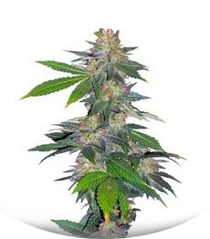 Auto Northern Hog fem (TH Seeds)