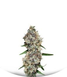 Critical + 2.0 Autoflowering fem (Dinafem Seeds)