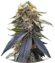 Lost Coast Hash Plant fem (Humboldt Seeds)