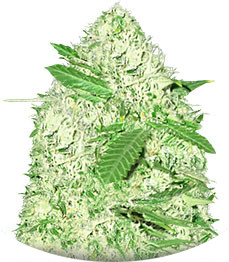 Sumo's Big Bud fem (Sumo Seeds)