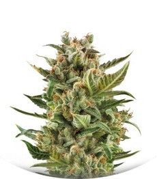 White Widow Automatic fem (RQS)