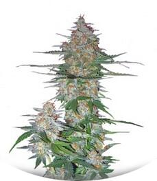 60 Day Wonder - Autoflower fem (DNA Genetics)