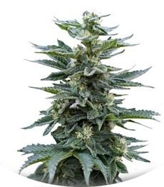 Full Moon fem (Nirvana Seeds)