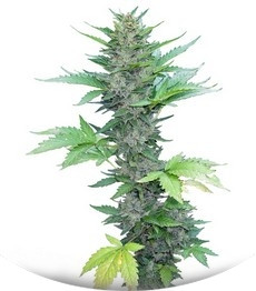 Green Poison Auto fem (Sweet Seeds)