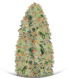 Green Wild Shark fem (Victory Seeds)